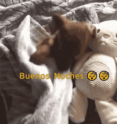 Buenas Noches Sleepy Chihuahua