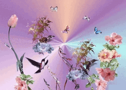 Buenos Dias Colibri GIF
