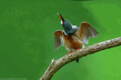 Buenos Dias Colibri GIF