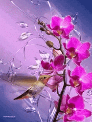 Buenos Dias Colibri GIF