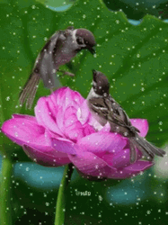 Buenos Dias Colibri GIF