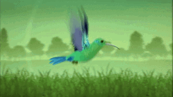 Buenos Dias Colibri GIF