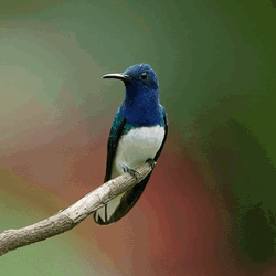 Buenos Dias Colibri GIF