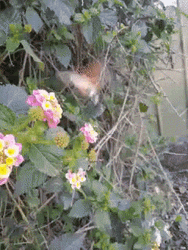 Buenos Dias Colibri GIF