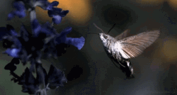 Buenos Dias Colibri GIF