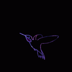 Buenos Dias Colibri GIF