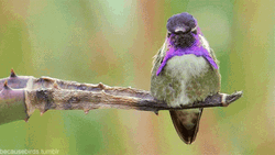 Buenos Dias Colibri GIF