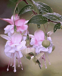 Buenos Dias Colibri GIF
