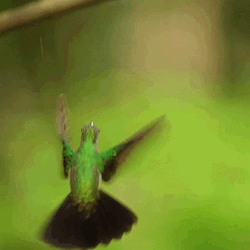 Buenos Dias Colibri GIF