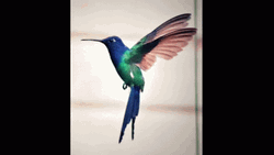 Buenos Dias Colibri GIF