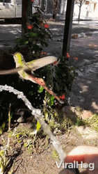 Buenos Dias Colibri GIF
