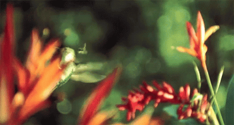 Buenos Dias Colibri GIF