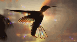 Buenos Dias Colibri GIF