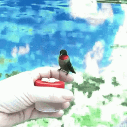 Buenos Dias Colibri GIF