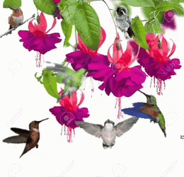 Buenos Dias Colibri GIF