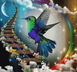 Buenos Dias Colibri GIF