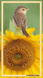 Buenos Dias Colibri GIF