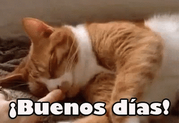 Buenos Dias Con Gatitos GIF