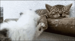 Buenos Dias Con Gatitos GIF