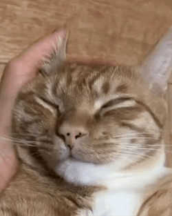 Buenos Dias Con Gatitos GIF