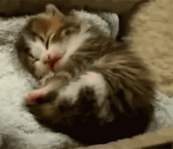 Buenos Dias Con Gatitos GIF