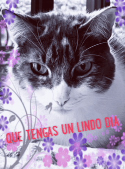 Buenos Dias Con Gatitos Undefined X Undefined Gif