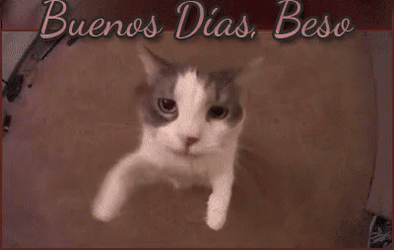 Buenos Dias Con Gatitos GIF