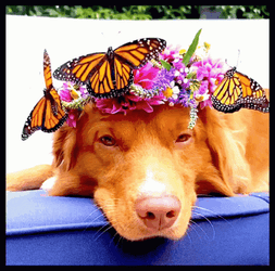 Buenos Dias Con Mariposas GIF