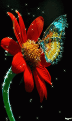 Buenos Dias Con Mariposas GIF