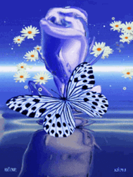 Buenos Dias Con Mariposas GIF
