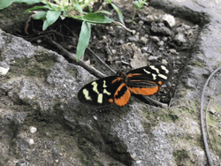 Buenos Dias Con Mariposas GIF