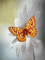 Buenos Dias Con Mariposas GIF