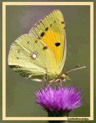 Buenos Dias Con Mariposas GIF