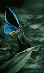 Buenos Dias Con Mariposas GIF