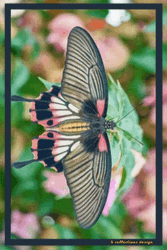Buenos Dias Con Mariposas GIF