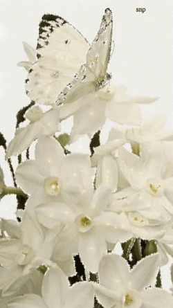 Buenos Dias Con Mariposas Undefined X Undefined Gif