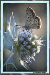 Buenos Dias Con Mariposas GIF
