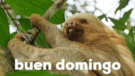 Buenos Dias Domingo GIF