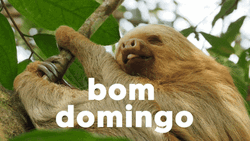 Buenos Dias Domingo GIF