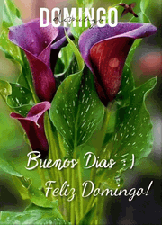 Buenos Dias Domingo GIF
