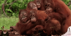 Buenos Dias Familia GIF