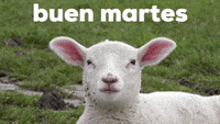 Buenos Dias Feliz Martes Funny Sheep Meh