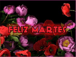 Buenos Dias Feliz Martes Red Pink Roses