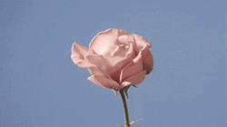Buenos Dias Flores GIF
