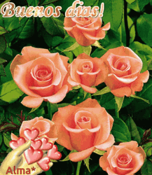 Buenos Dias Flores GIF