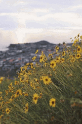 Buenos Dias Flores GIF