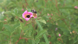 Buenos Dias Flores GIF