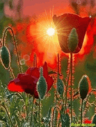 Buenos Dias Flores GIF
