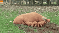 Buenos Dias Hijo GIF