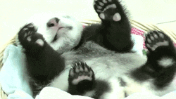 Buenos Dias Osito GIF